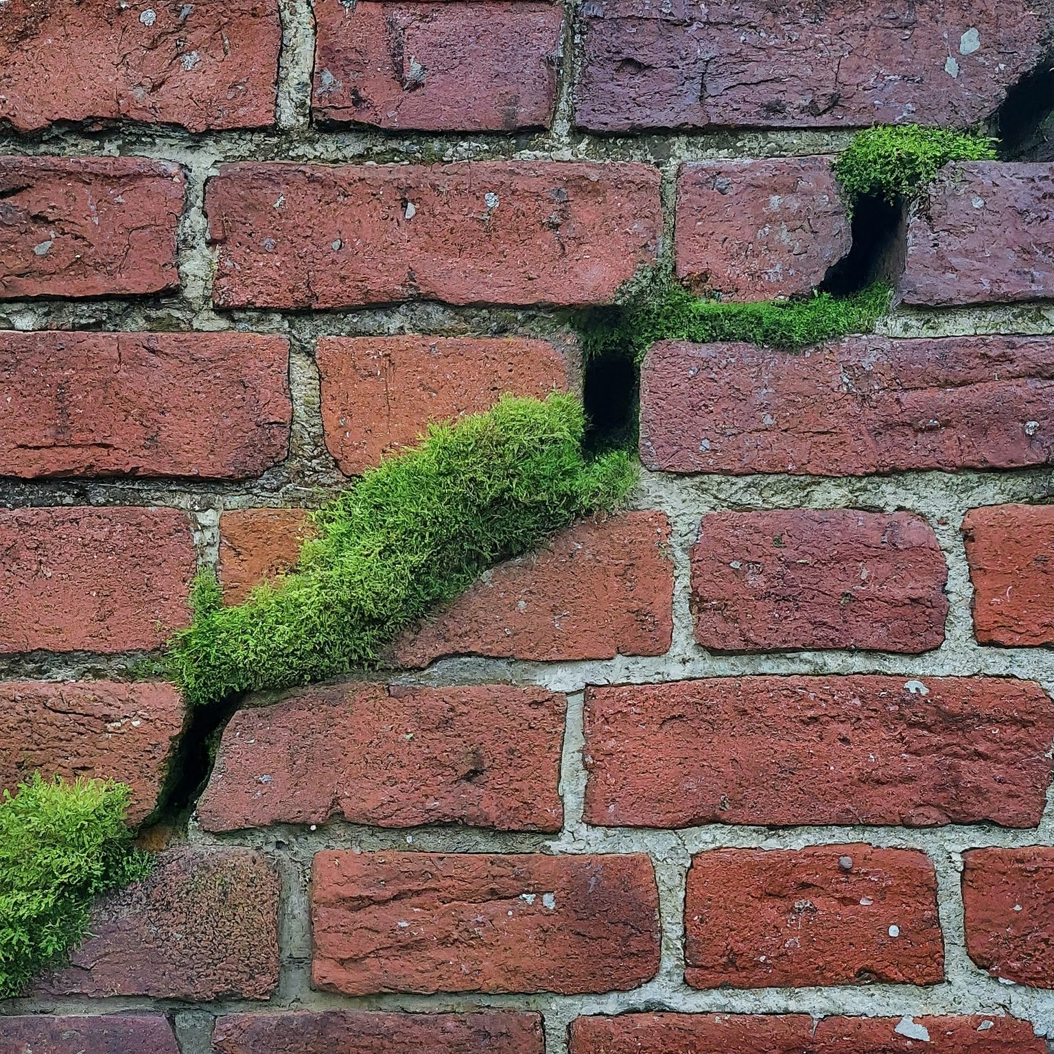 Close-up of a weathered chimney with a moss-filled crack in a red brick.
