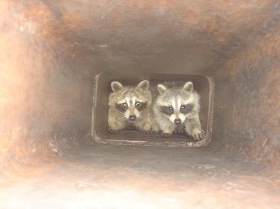 Chimney Animal Removal in Hanover, MN | Prevent Dangerous Chimney Fires