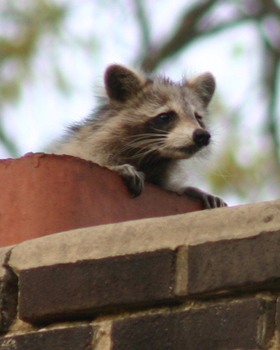 Damaged chimney crown before repair by Midwest Chimney Repair