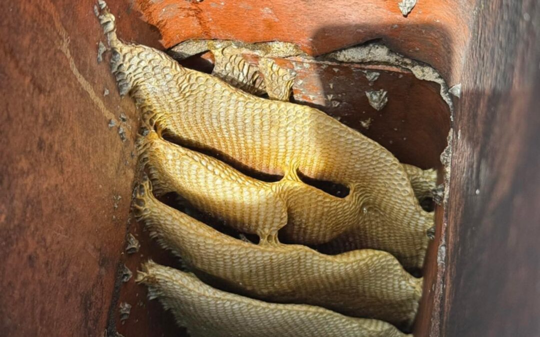 Chimney Animal Removal in Woodbury, MN